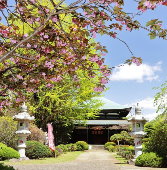 八重桜も咲きます